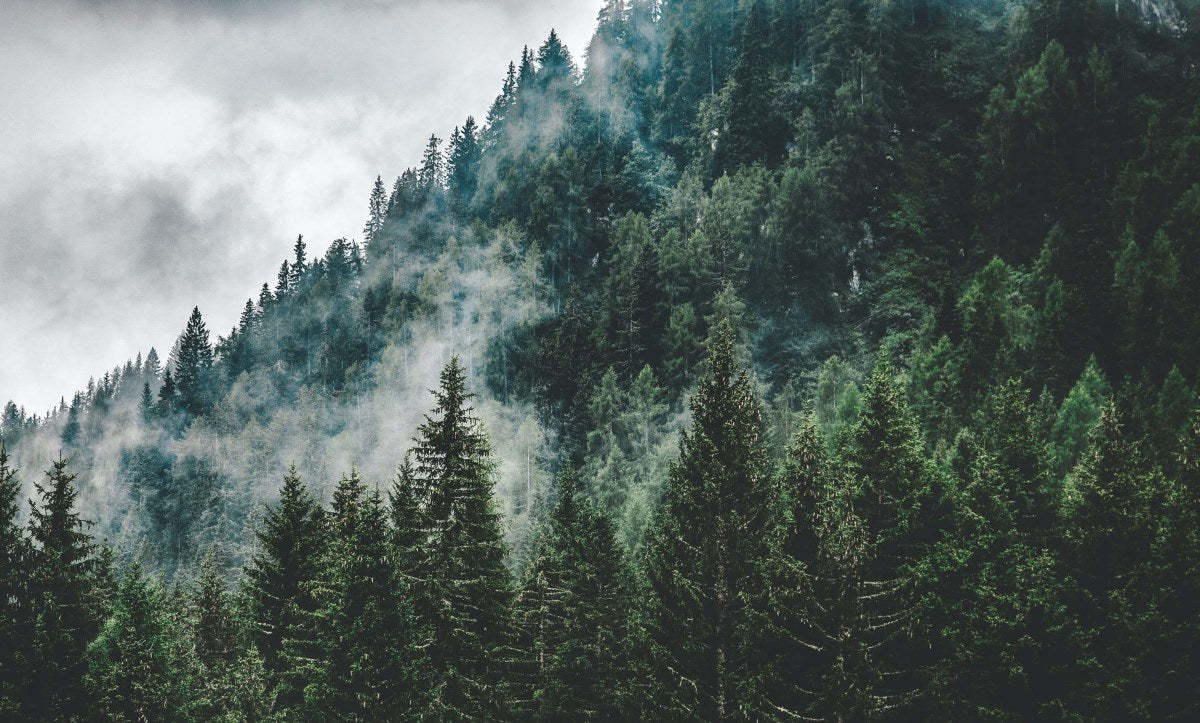 AVET /Olfactory Digressions